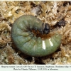 hesperia comma larva4d